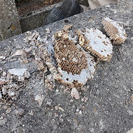 Extermination nid de guêpes Douai