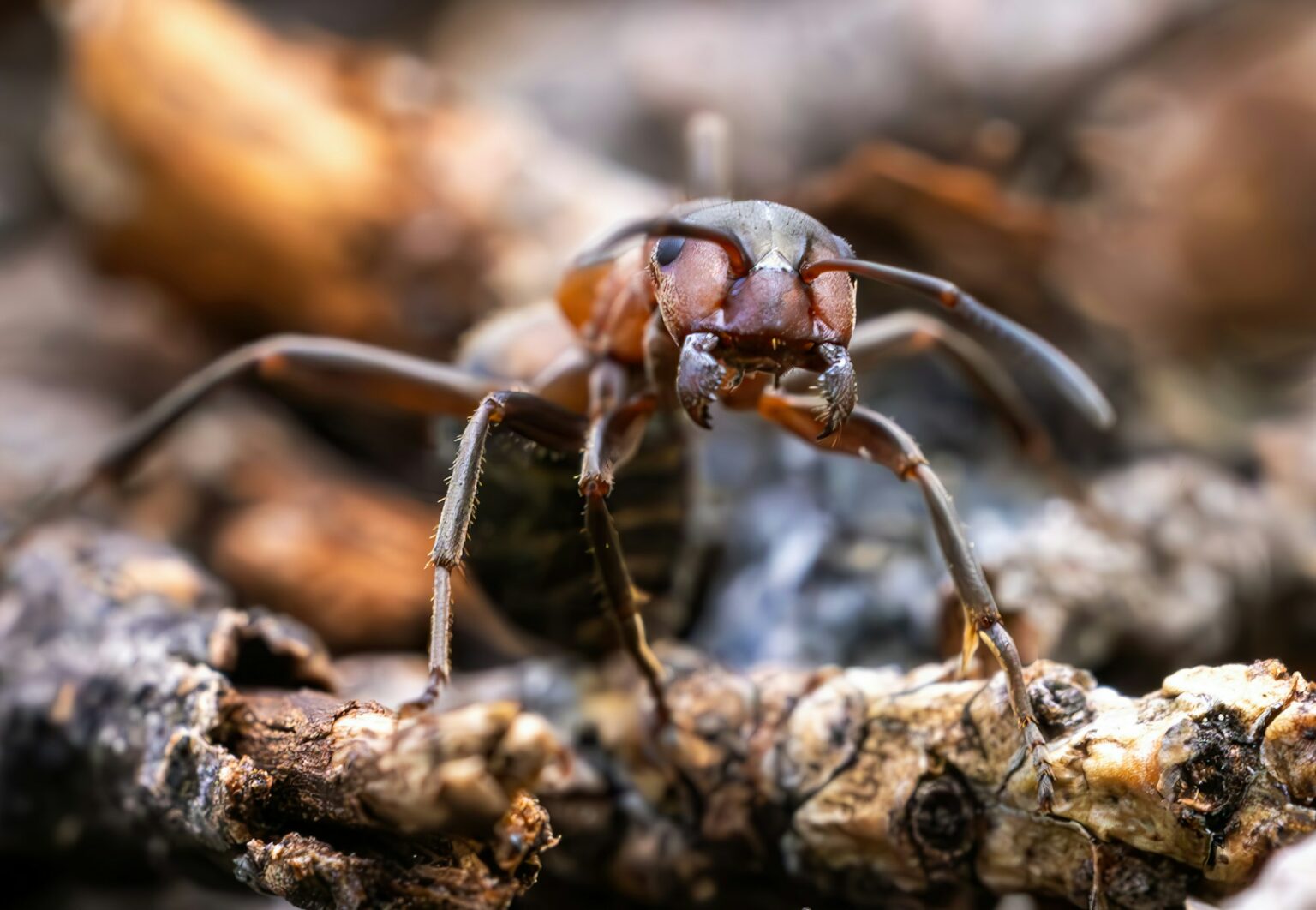 Ant Close-up in the Wild.