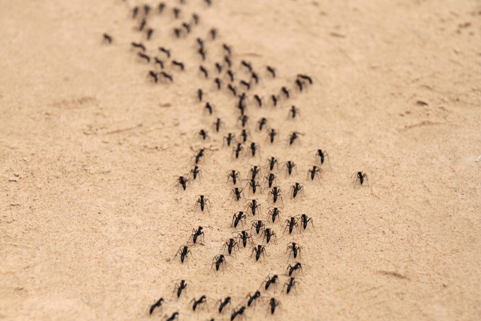 Ants Marching in a Line