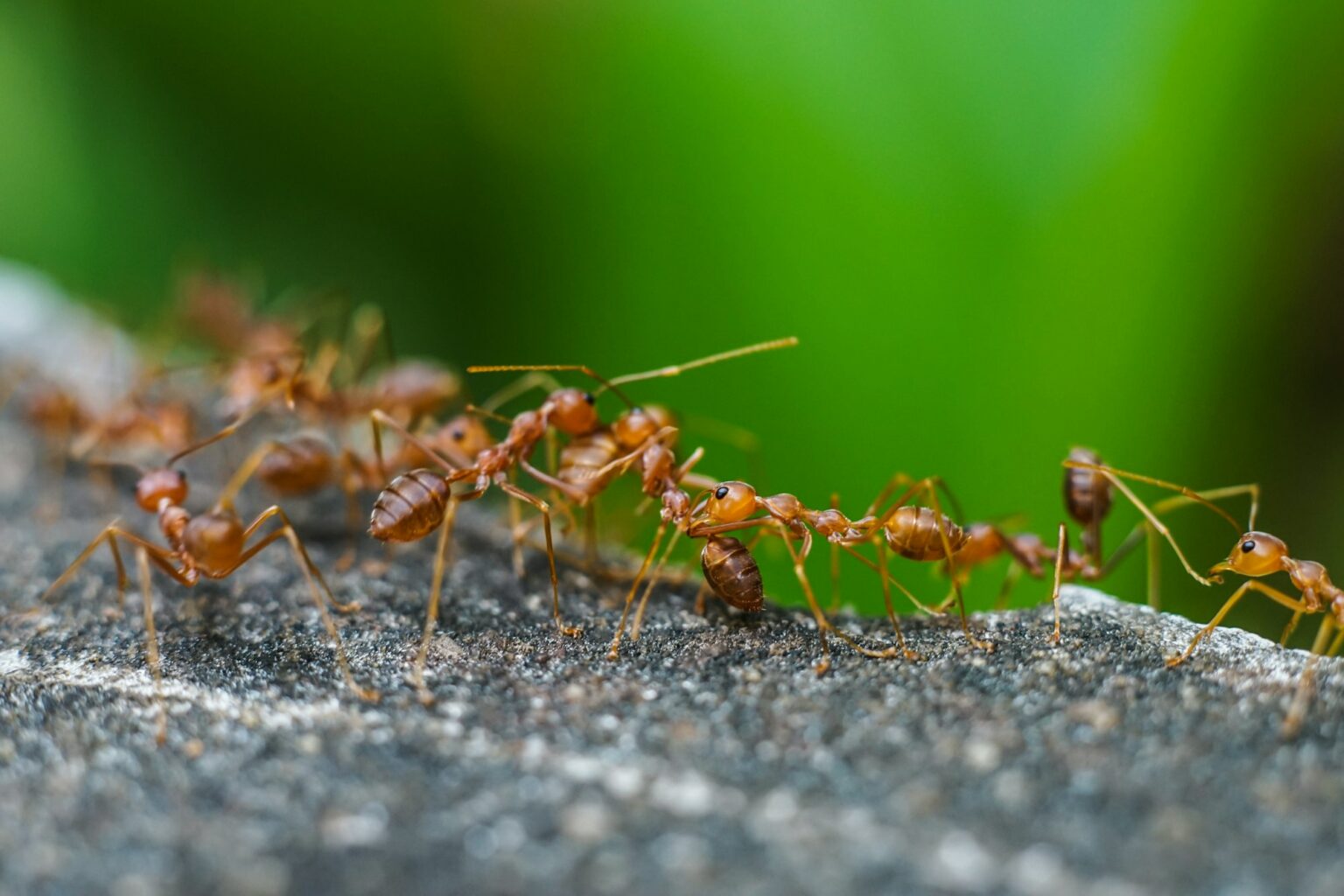 Red Imported Fire Ant,action of Fire Ant